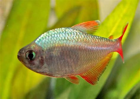 Colombian Tetra Ultimate Care Guide From Origins To Breeding
