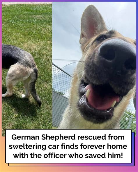 German Shepherd Rescued from Hot Car Gets Adopted by Responding Officer – Read This Story Now