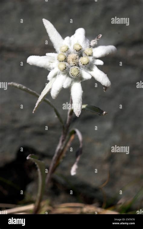 Edelweiss Leontopodium Alpinum Blooming Austria Hohe Tauern