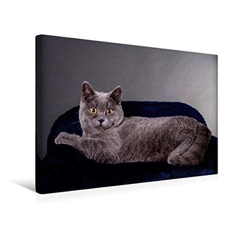 A Grey Cat Laying On Top Of A Blue Blanket In Front Of A Gray Wall