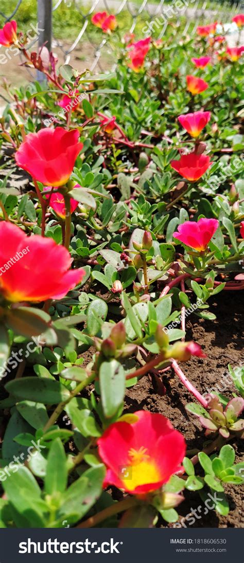 background potrate images stock  vectors shutterstock