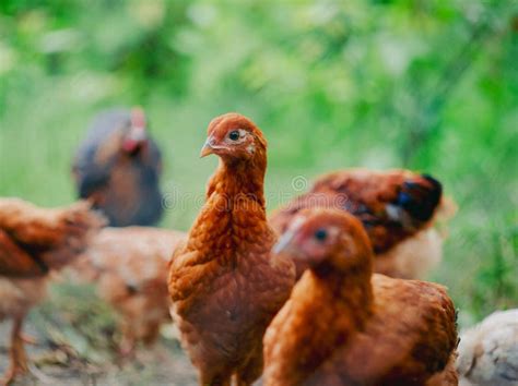 Flock Young Brown Chickens Natural Setting Poultry Farming Agriculture