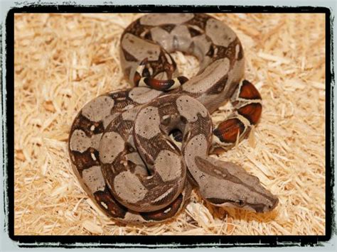 Red tail boa – Petbugs