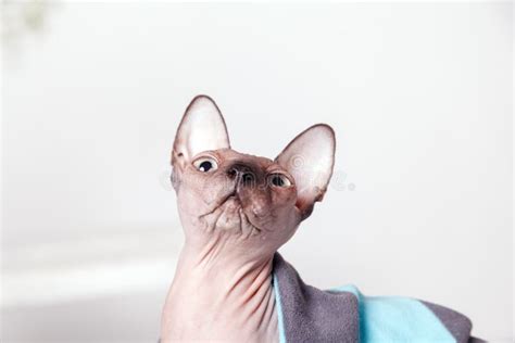 Naked Cat Canadian Sphinx Sitting Covered With A Blanket On A Blurred
