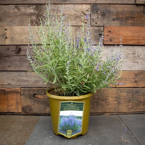 Russian Sage – Holly Days Nursery