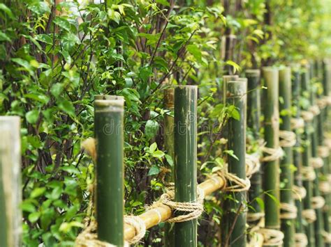 Cerca De Bambu No Estilo Verde Asiático Da Decoração Do Jardim Foto de