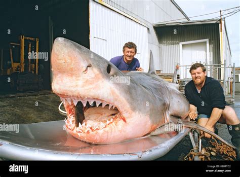 Fishermen with catch of Great white shark (Carcharodon carcharias Stock