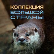 «Воронежский океанариум Сити-Парк "Град"» каталог товаров – 9 товаров ...
