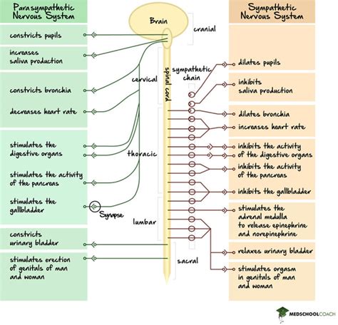 Sympathetic Vs Parasympathetic Nervous System Mcat Biology