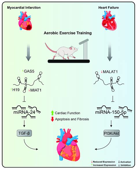 Aerobic Exercise Training S Effects On Lncrna Expression In