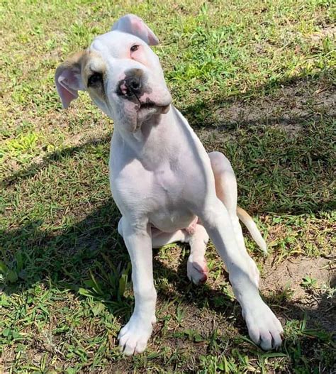 Great Danebull Great Dane And American Pitbull Terrier Mix