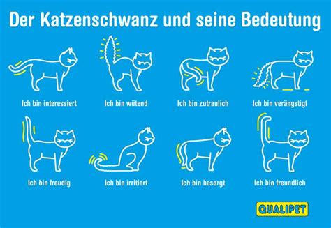 Was Bedeutet Es Wenn Katzen Mit Dem Schwanz Wedeln Alles Was Sie