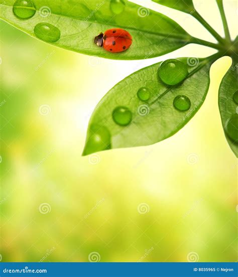 Ladybug Sitting On A Green Leaf Stock Image Image Of Macro Fresh