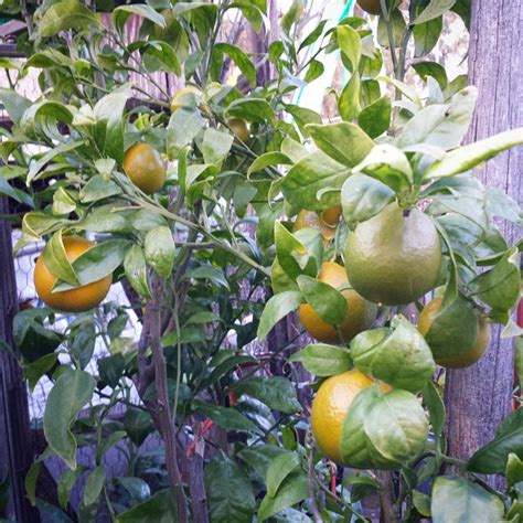 Pixie Mandarin Joeys Plants