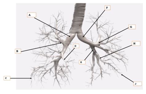 Biol 2511 Practical 2 Flashcards | Quizlet
