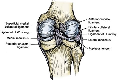 Classification of Knee Ligament Injuries | Musculoskeletal Key