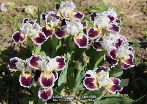 Photo Of The Bloom Of Standard Dwarf Bearded Iris Iris Nine Lives