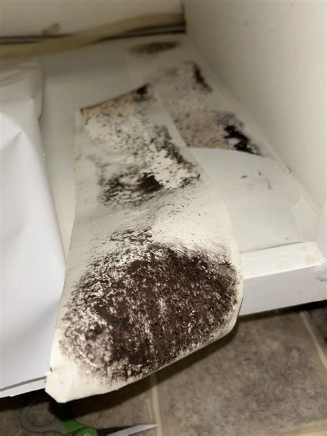 Mold Or Dirt Rmold