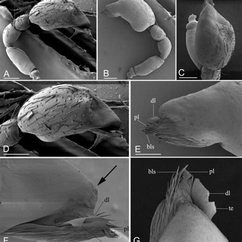 Promolotra Lushui Sp Nov Holotype Male Semab Left Palp Prolateral