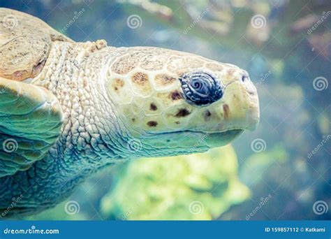 Closeup Of Face Profile On Sea Turtle Stock Photo Image Of Aqualung