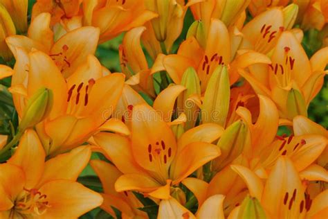 Orange Lilies in the Garden Close-up Stock Image - Image of flowers ...