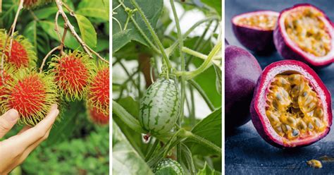 Unique Fruits You Can Grow At Home