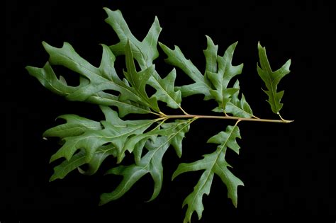 The Overcup Oak — In Defense Of Plants
