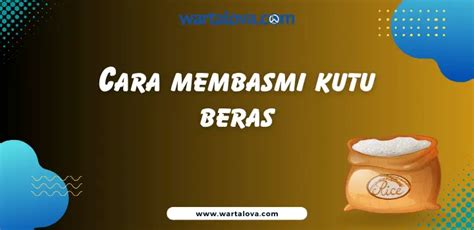 Cara Membasmi Kutu Beras Dengan Efektif