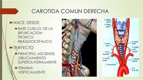 3 Arterias De Cabeza Y Cuello PPT