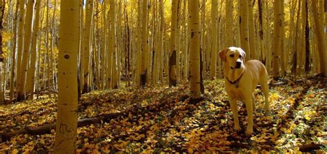 dog breeds   outdoor lifestyle landcom