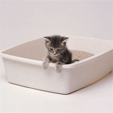 how to get a kitten to use a litter box 4