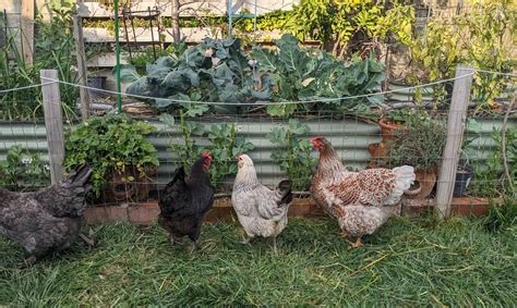 Gardening for Everyone | Introduction: Yes, Everyone – Never Enough Dirt