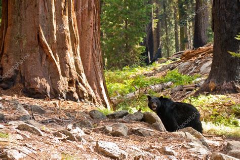 Black Bear In Redwood Forest — Stock Photo © Nstanev 3408040