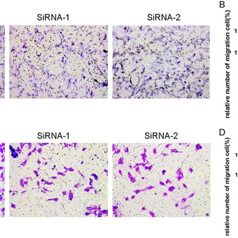 cdh expression  thyroid cancer   validated cohort tcga cohort
