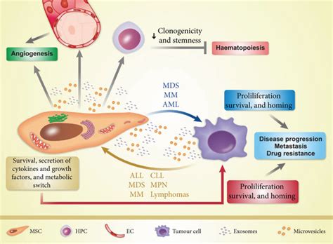 Interaction Between Multipotent Mesenchymal Stromal Cells Msc And