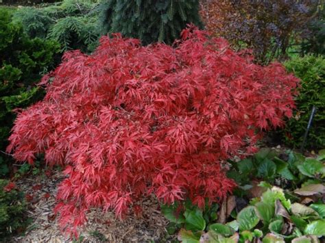 Acer Palmatum Ornatum Mundi Plantarum