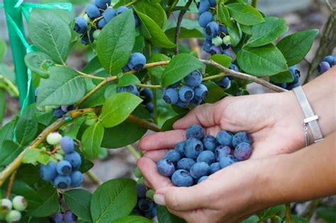 Heidelbeeren Schneiden Alle Infos Auf Gartenzeile De