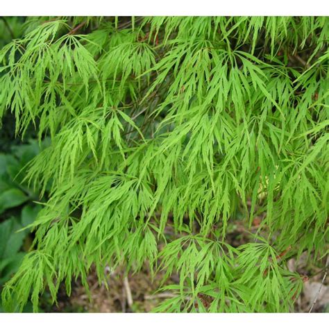 Acer palmatum Dissectum Viridis érable du japon en pot de 10L