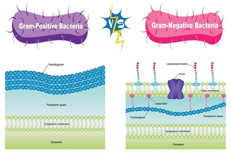 Gram Positive Vs Gram Negative Vector Illustration