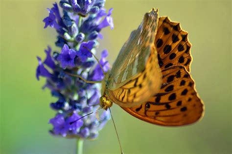 Czym żywią się motyle Znaczenie motyli dla człowieka