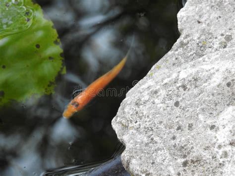 Small Fish In A Big Pond Stock Photo Image Of Fish