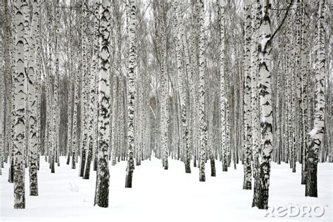 Sticker Schnee Im Wald Voller Birken Nach Ma Myredro De