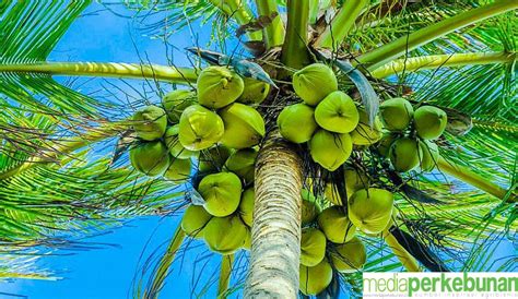 pohon kelapa kumpulan berita pohon kelapa unik terbaru  terkini