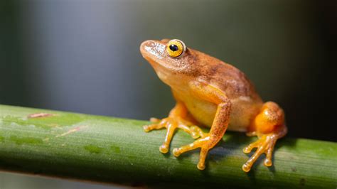 amphibians   wild amphibians facts pictures information