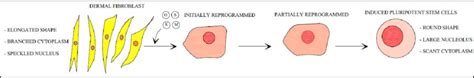 Morphological Transformation Of Dermal Fibroblast Cells Into Ipscs