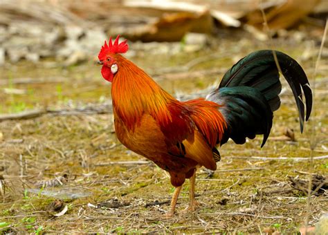 National Animal Or Flower Of France Best Flower Site