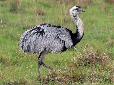 Greater rhea – Artofit