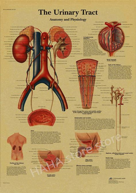 Vintage Anatomical Skeleton Medical Art Poster For Home Student Decor