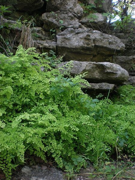 Adiantum Capillus Veneris Southern Maidenhair Fern Venus Hair Fern