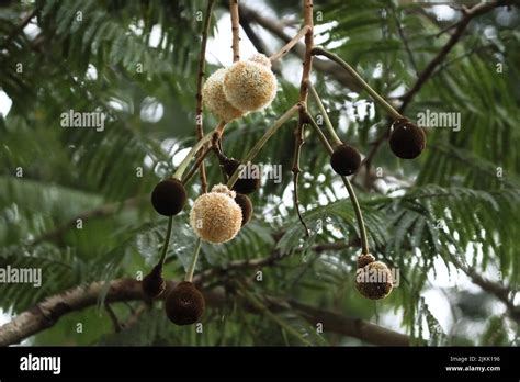 A Badminton Balls Hanging On The Tree In Spring Stock Photo Alamy